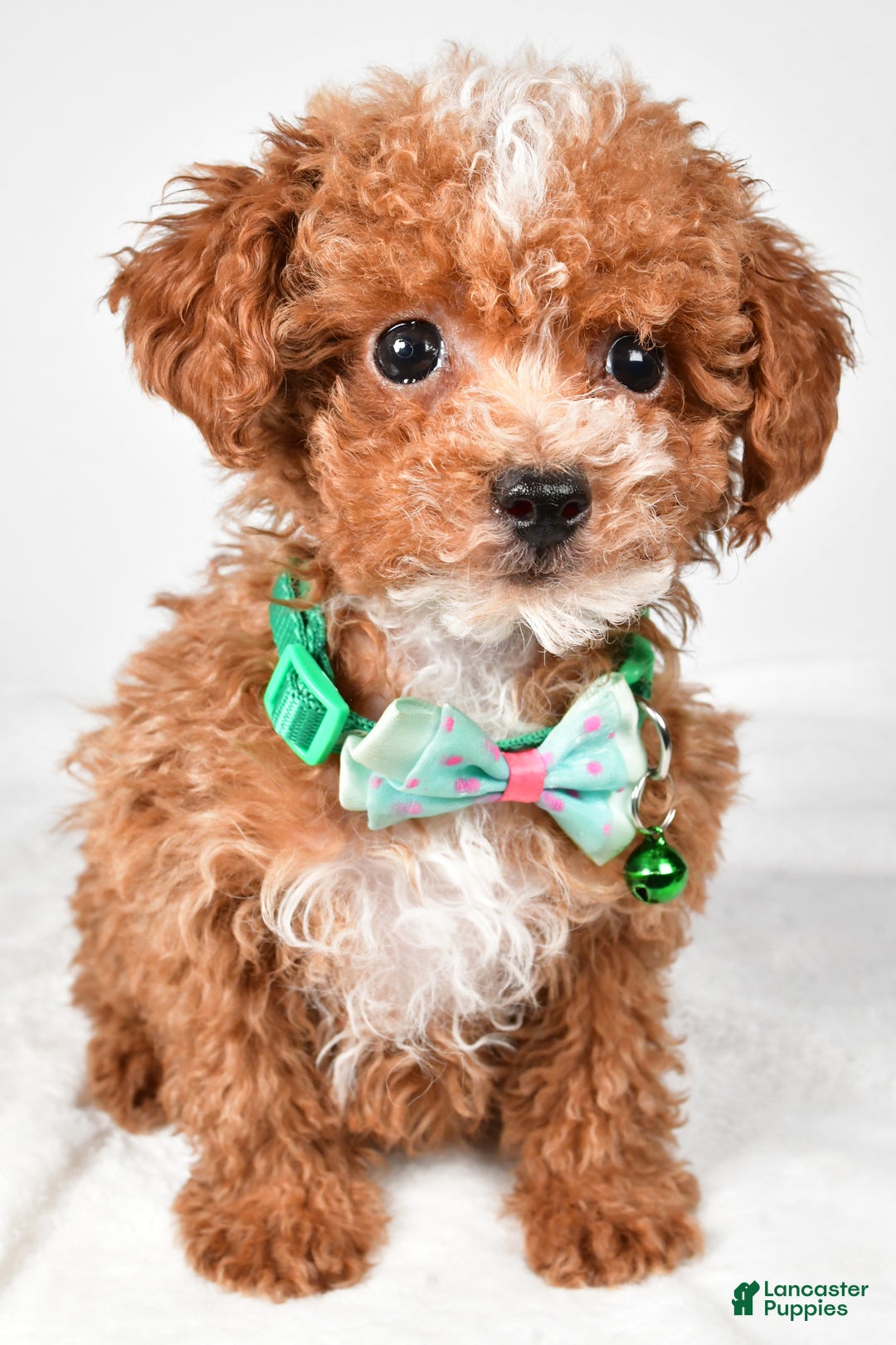 Toy Poodle dogs for sale: Eclare - Ad 7