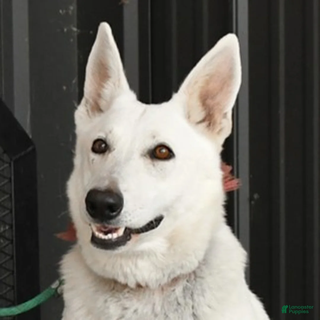 German Shepherd dogs for sale: Rosie - Ad 3