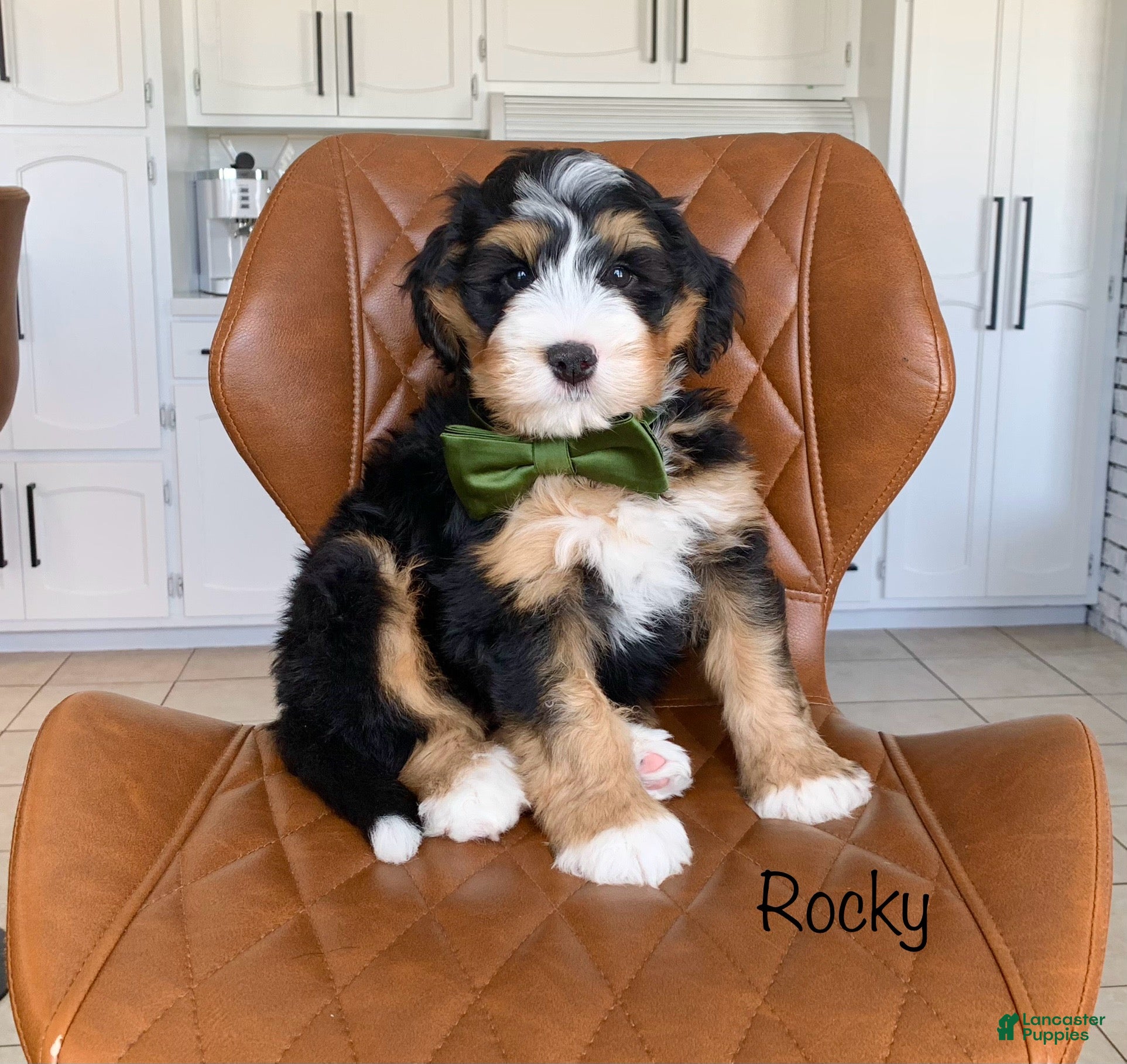 Bernedoodle dogs Rocky - Ad 2
