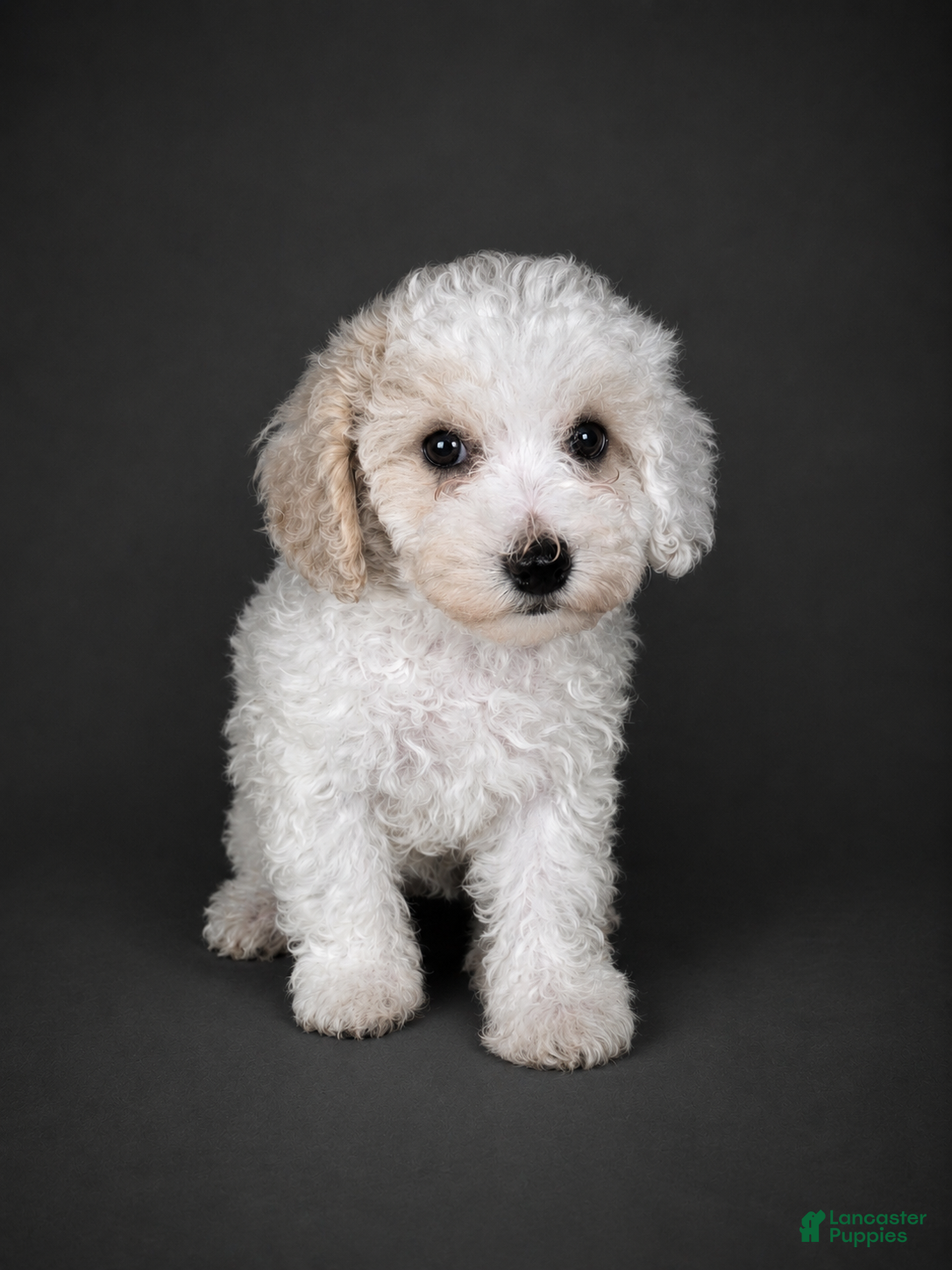 Bichpoo dogs Teddy - Ad 27