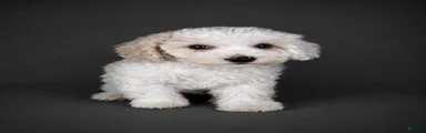 Teddy