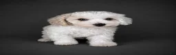 Bichpoo dogs for sale: Teddy - Ad 1