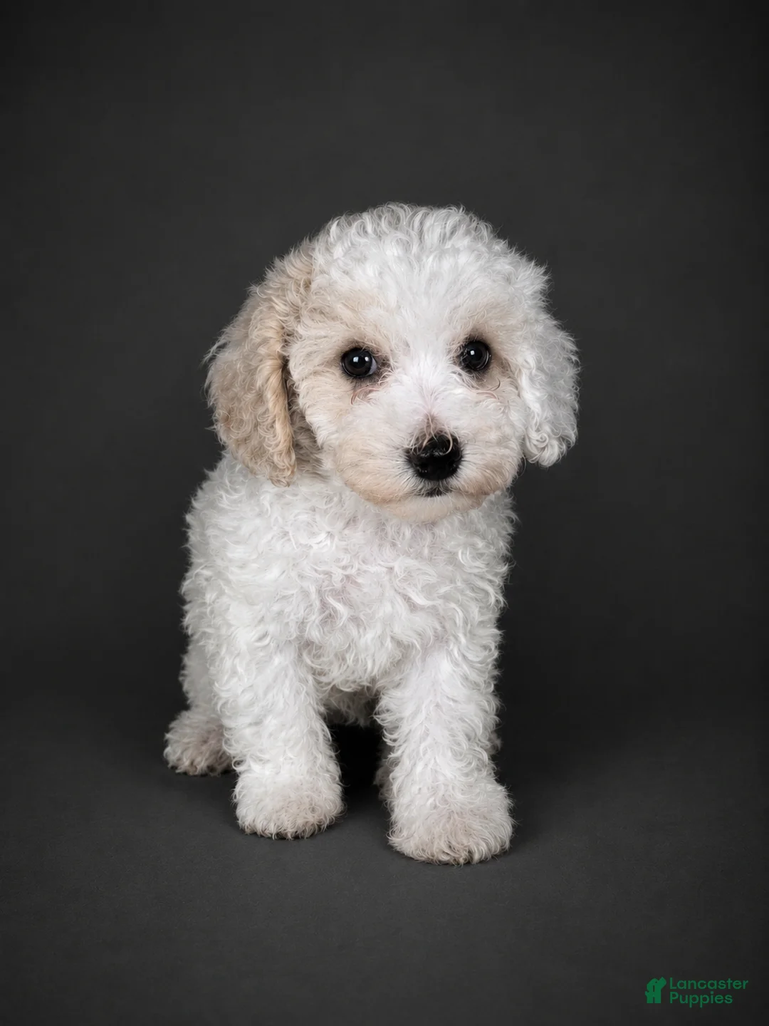 Bichpoo dogs for sale: Teddy - Ad 1