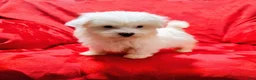 Maltese dogs for sale: Bailey - Ad 3