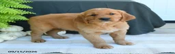Golden Retriever dogs for sale: Wesley - Ad 3