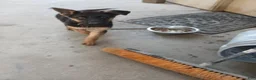 German Shepherd dogs for sale: Ruby - Ad 4