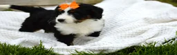 Mini Bernedoodle dogs for sale: Lilly - Ad 5