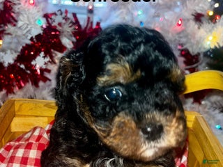 Toy Poodle dogs - Ad 21