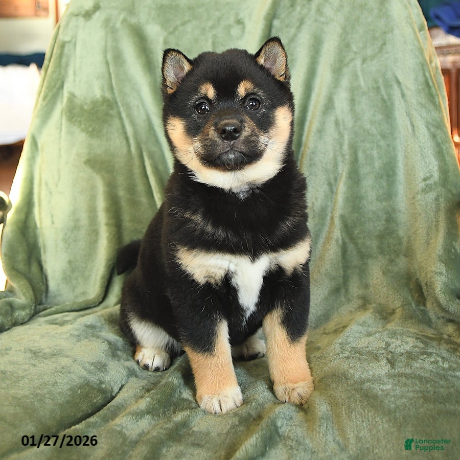 Shiba Inu dogs Cindy - Ad 2