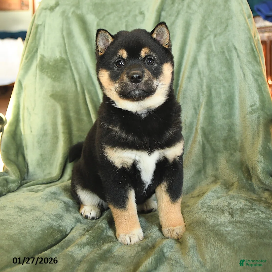 Shiba Inu dogs for sale: Cindy - Ad 2