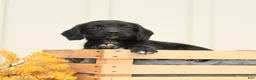 Mixed Breed dogs for sale: Faye - Ad 3