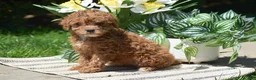 Miniature Poodle dogs for sale: Princess - Ad 5