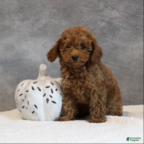 Toy Poodle dogs Honey - Ad 2