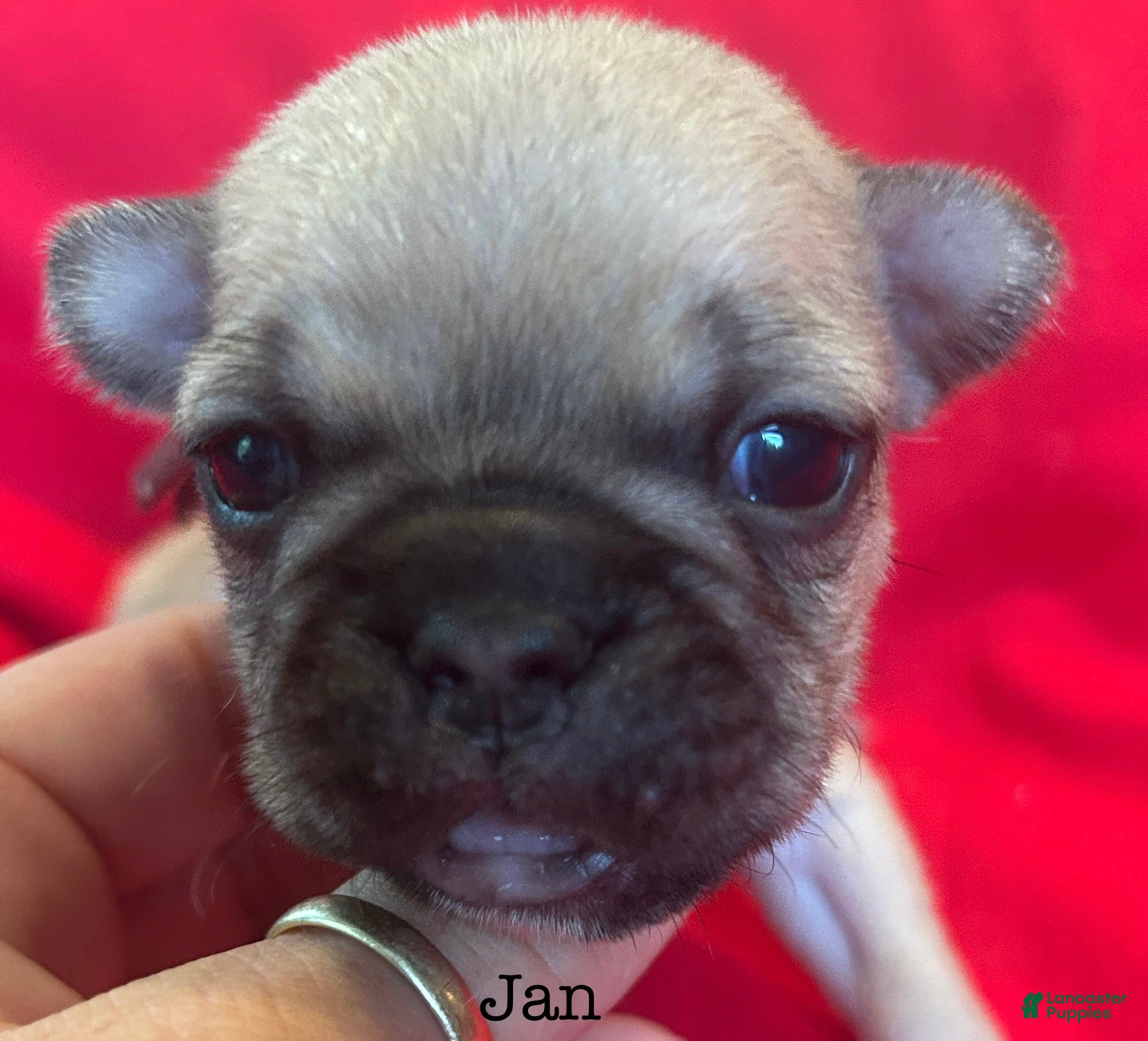 French Bulldog dogs Jan - Ad 6