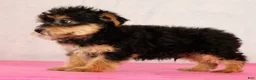 Yorkiepoo dogs for sale: Milo - Ad 9