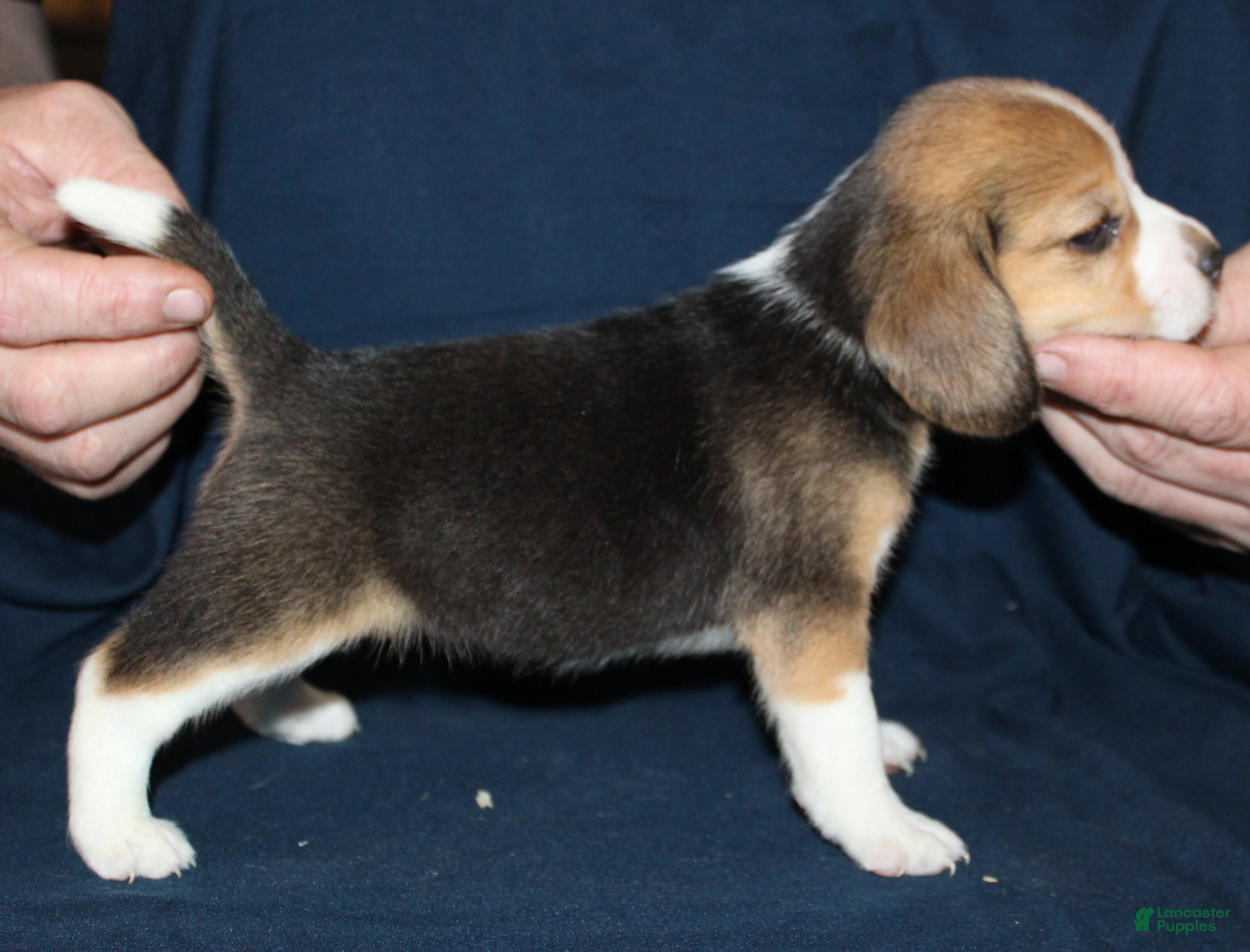 Beagle dogs Gail - Ad 40