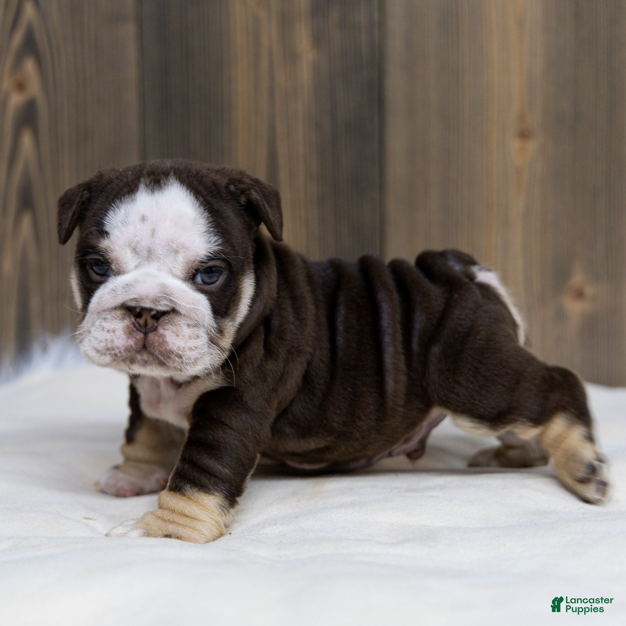 English Bulldog dogs Bruno Breaker English Bulldog Puppy  - Ad 2