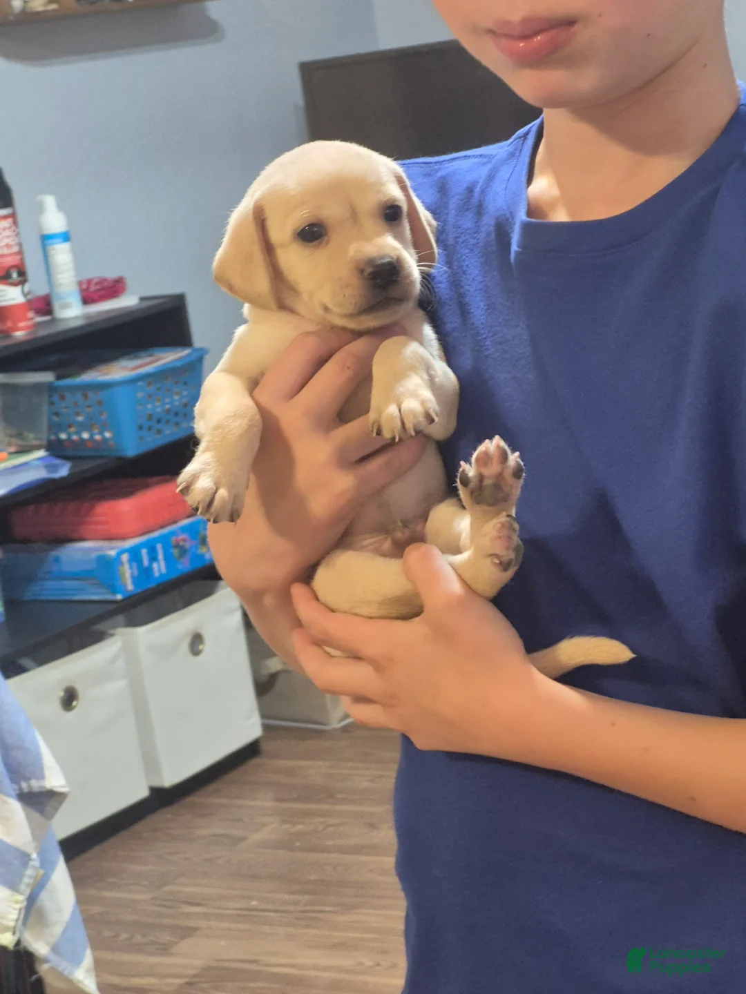 Chiweenie dogs for sale: Chiweenie 5 - Ad 1
