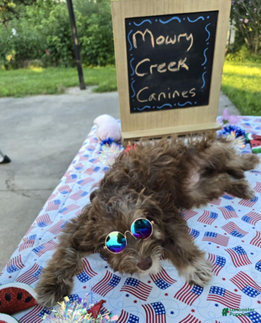 Aussiedoodle dogs for sale: Victoria - Ad 5