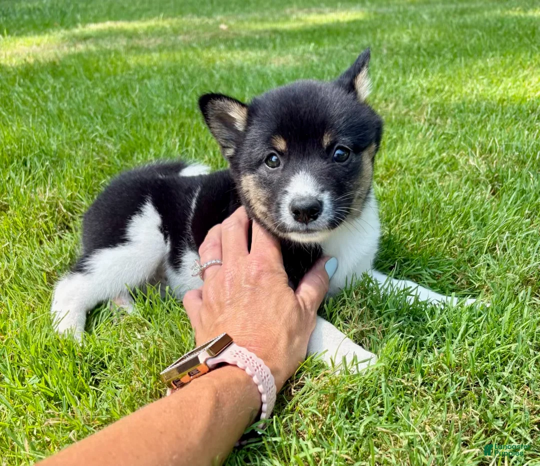 Shiba Inu dogs for sale: Shiba Inu female  - Ad 2