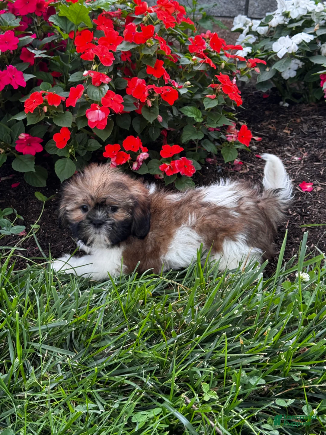 Shih Tzu dogs for sale: Sheldon - Ad 5