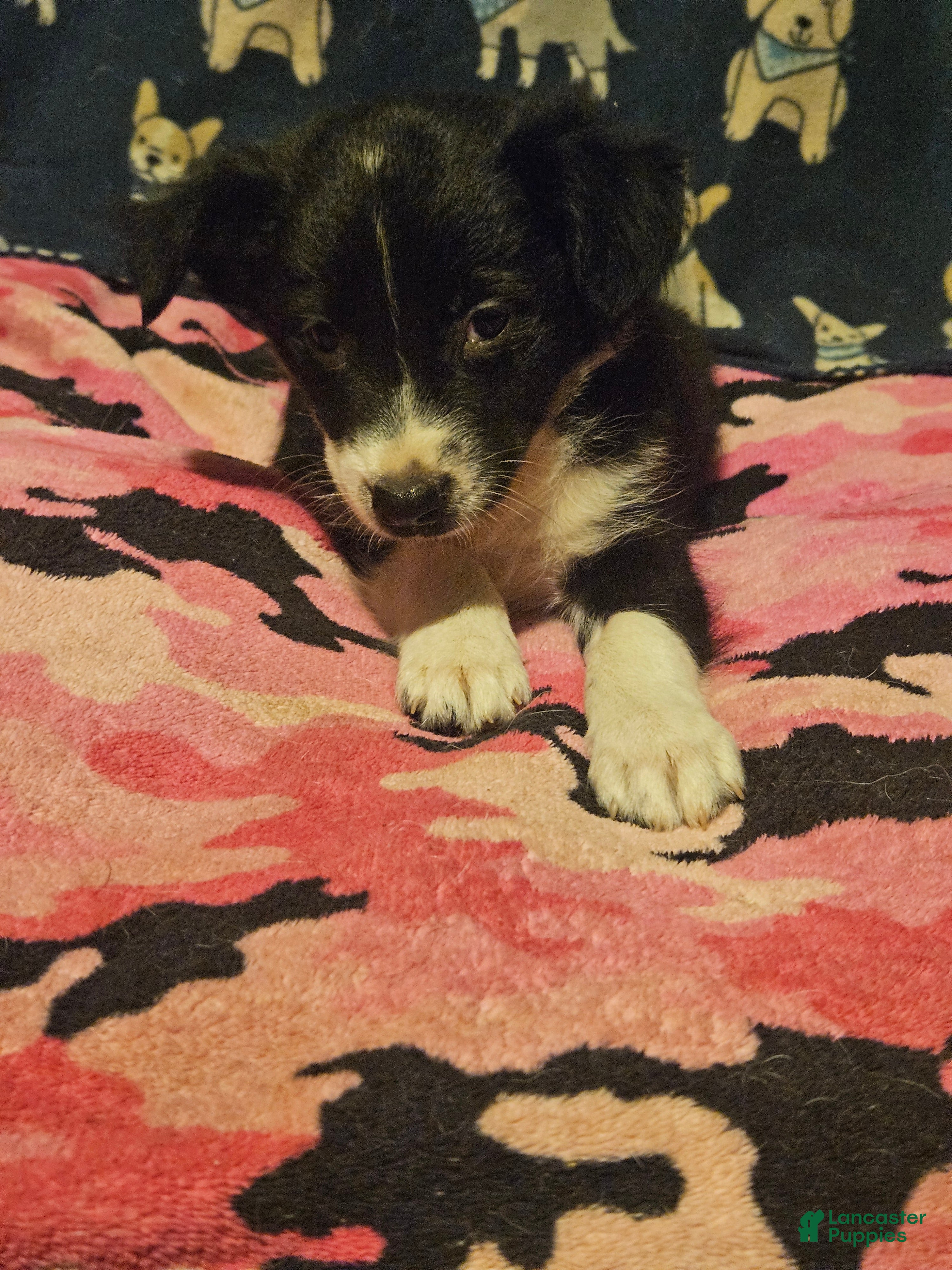 Chihuahua dogs Misty (T-Cup) - Ad 28