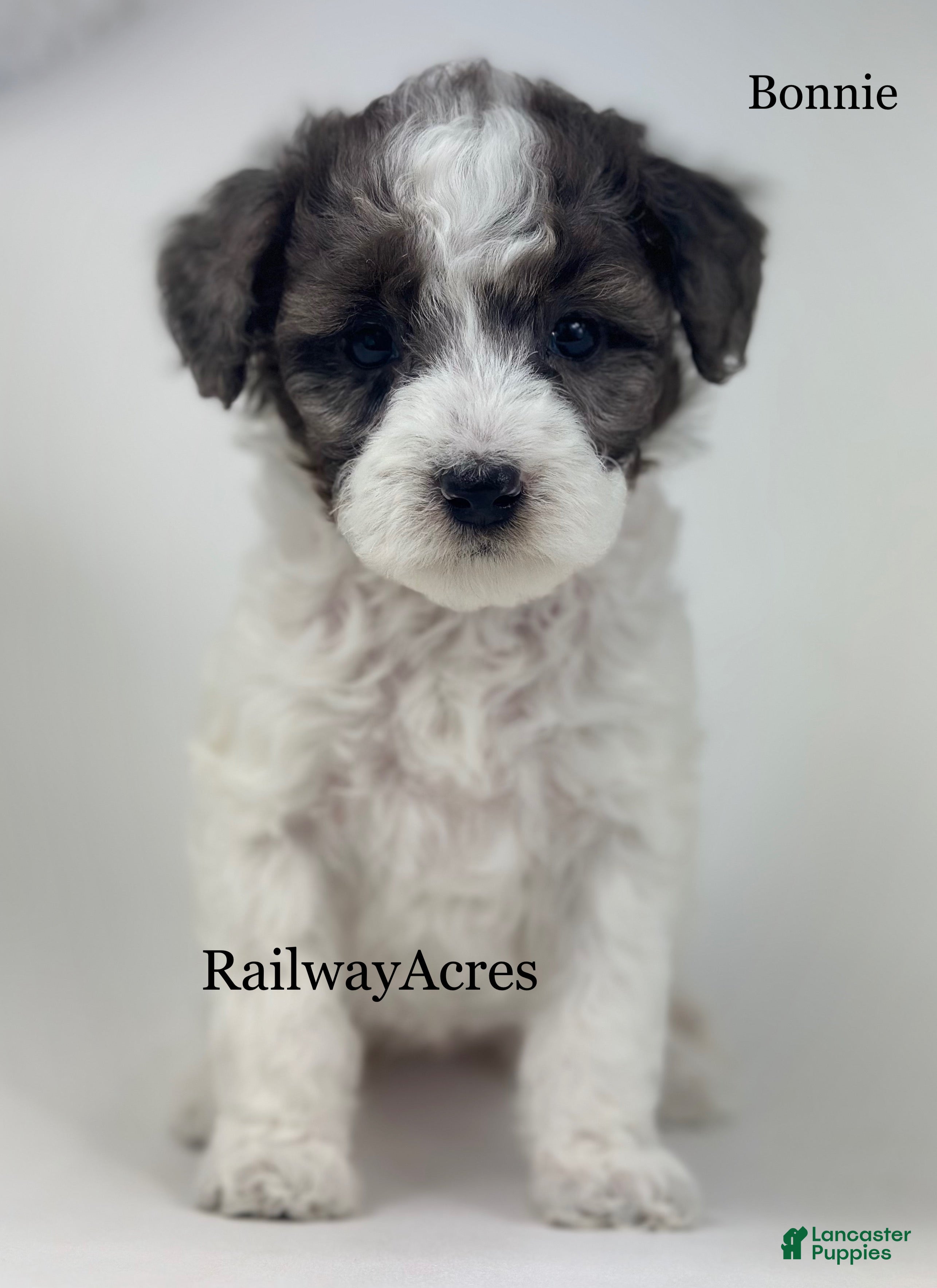 Mini Goldendoodle dogs Bonnie-Petite - Ad 35