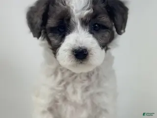 Mini Goldendoodle dogs Bonnie-Petite - Ad 35