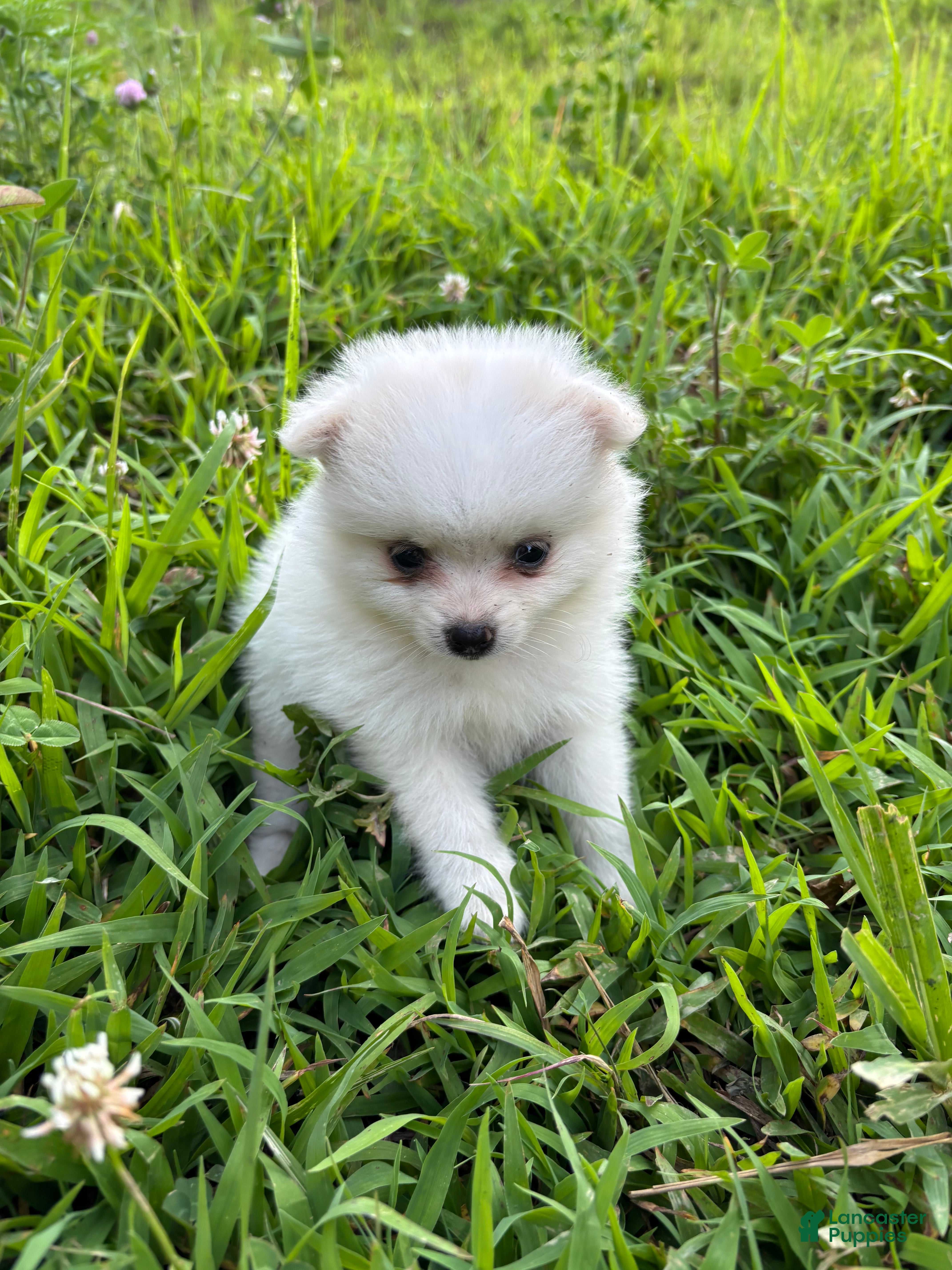 Pomeranian dogs Teddy - Ad 20