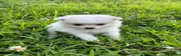 Pomeranian dogs for sale: Teddy - Ad 1