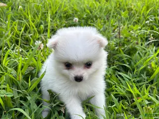 Pomeranian dogs Teddy - Ad 20