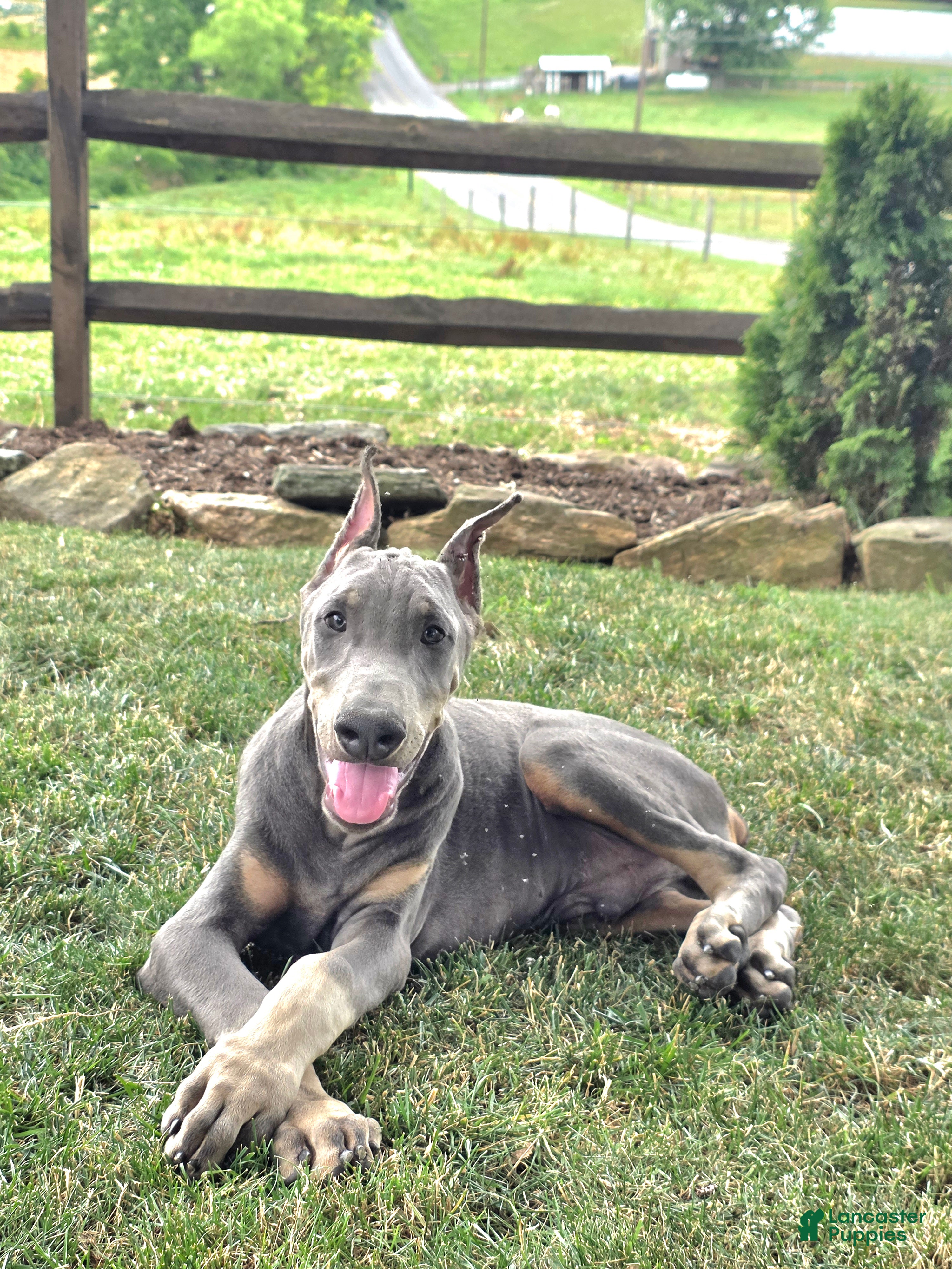 Doberman Pinscher dogs Jacob - Ad 1