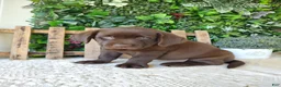 Labrador Retriever dogs for sale: Mindy - Ad 12