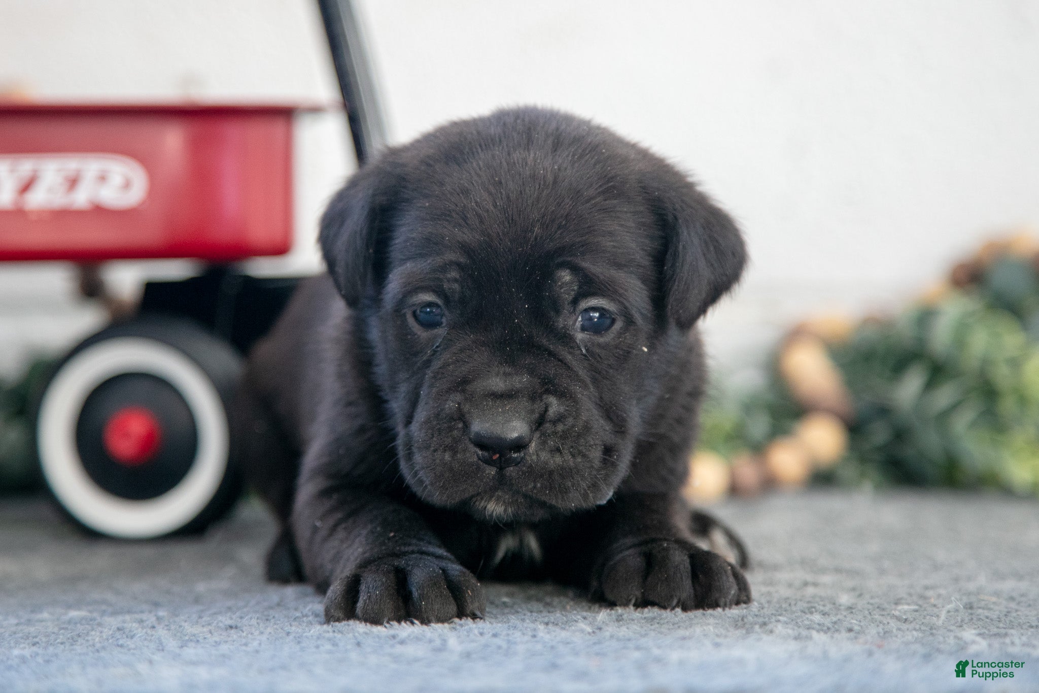 Cane Corso dogs Sidney - Ad 2