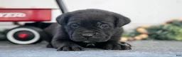 Cane Corso dogs for sale: Sidney - Ad 2
