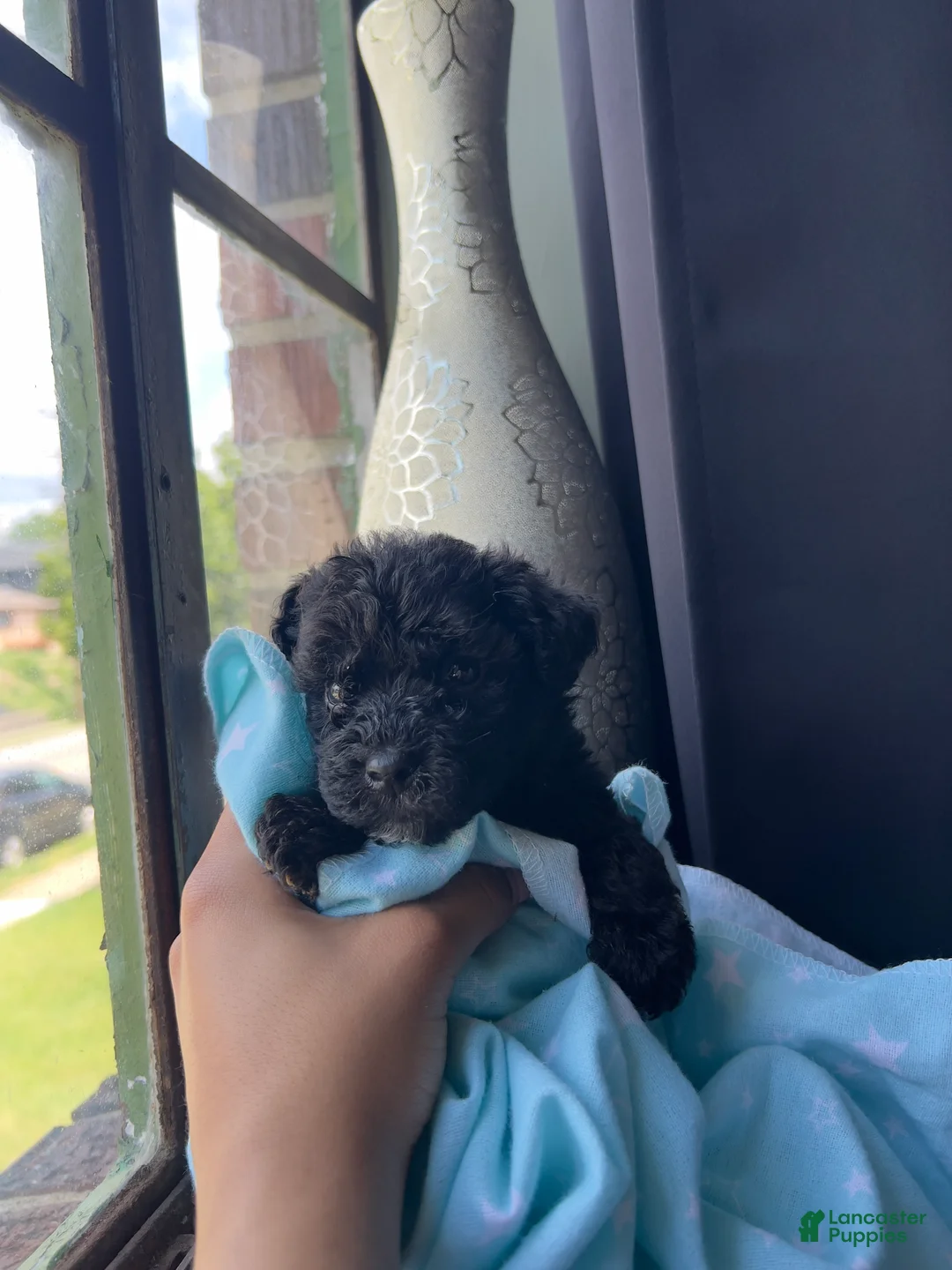 Mixed Breed dogs for sale: Tank - Ad 2