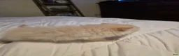 Pomeranian dogs for sale: Pomeranian 3 - Ad 7