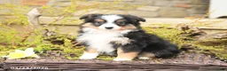 Miniature Australian Shepherd dogs for sale: Shad  - Ad 5