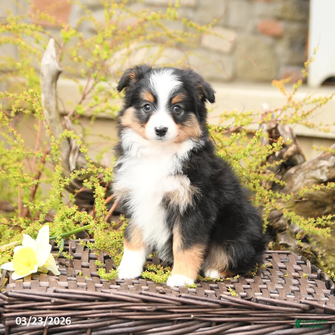Miniature Australian Shepherd dogs for sale: Shad  - Ad 5