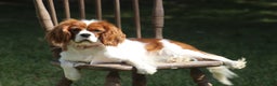 Cavalier King Charles Spaniel dogs for sale: Harley - Ad 6