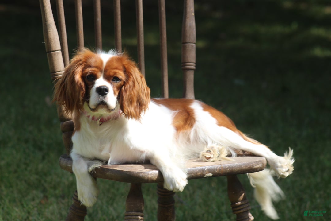 Cavalier King Charles Spaniel dogs for sale: Harley - Ad 6