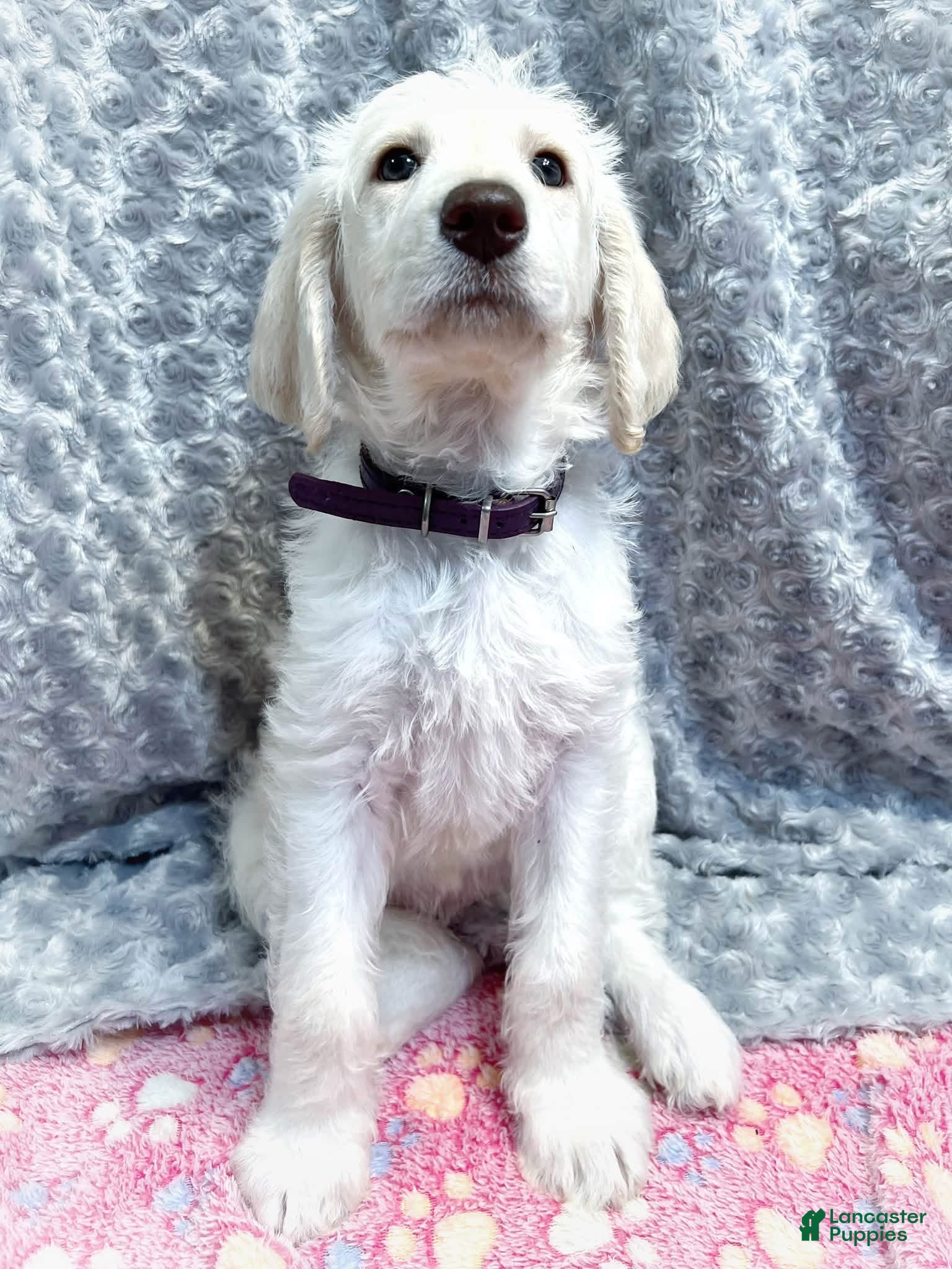 Labradoodle dogs Labradoodle 4 - Ad 36