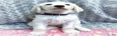 Labradoodle 4