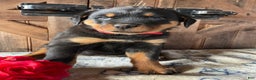 Rottweiler dogs for sale: Gemma - Ad 3