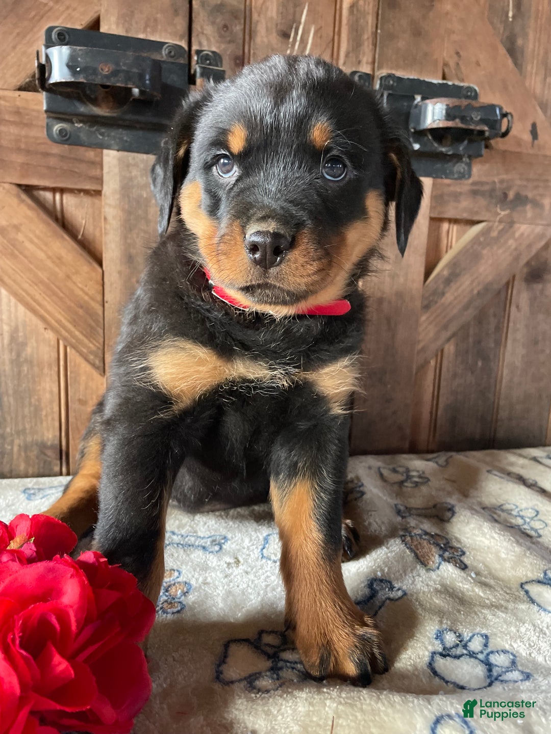 Rottweiler dogs for sale: Gemma - Ad 3