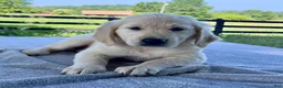 Golden Retriever dogs for sale: Olivia - Ad 1