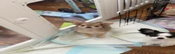Chihuahua dogs for sale: Bruno AKC registered - Ad 3