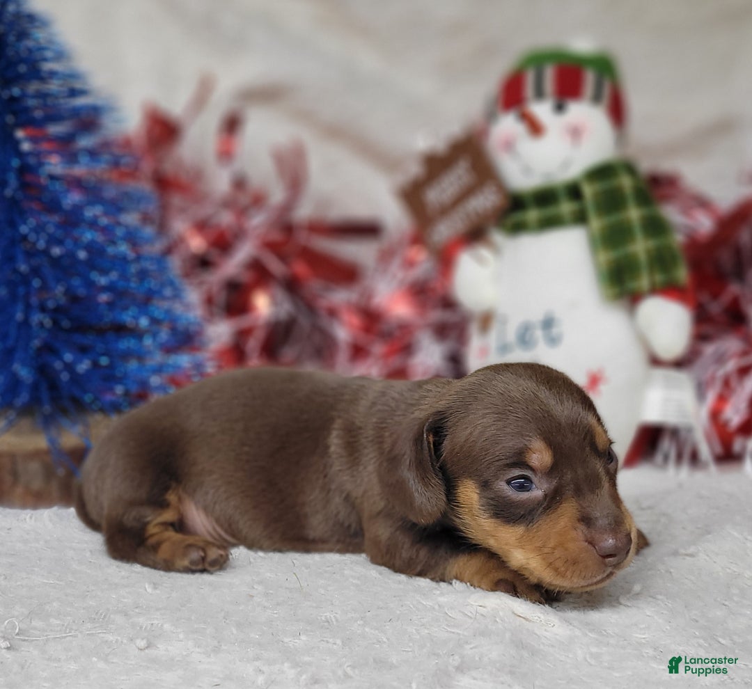 Miniature Dachshund dogs for sale: AKC Blade - Ad 4