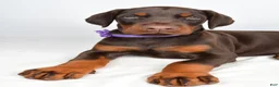 Doberman Pinscher dogs for sale: Beulah - Ad 5