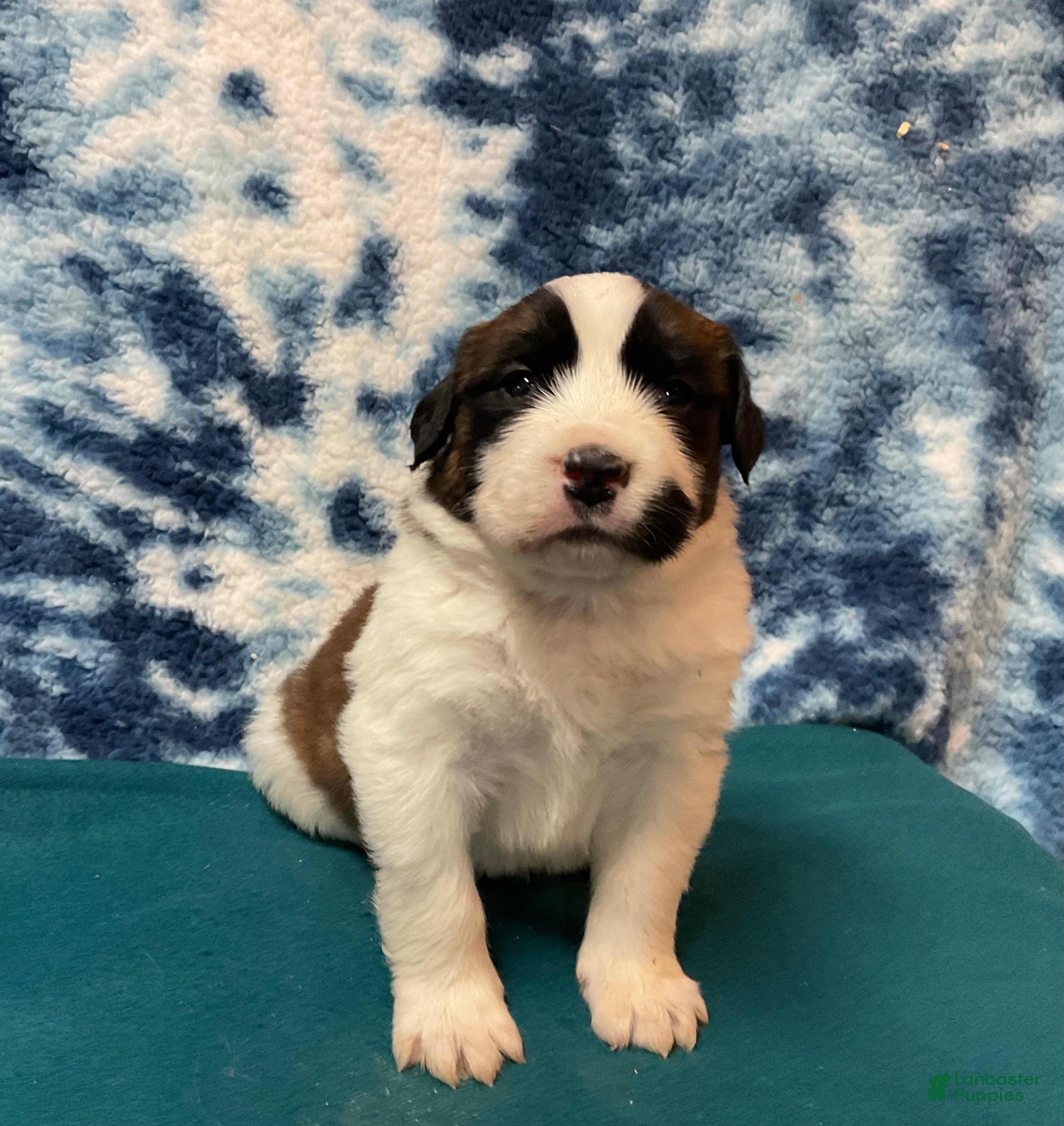 Saint Bernard dogs Saint Bernard Puppy 4 - Ad 1